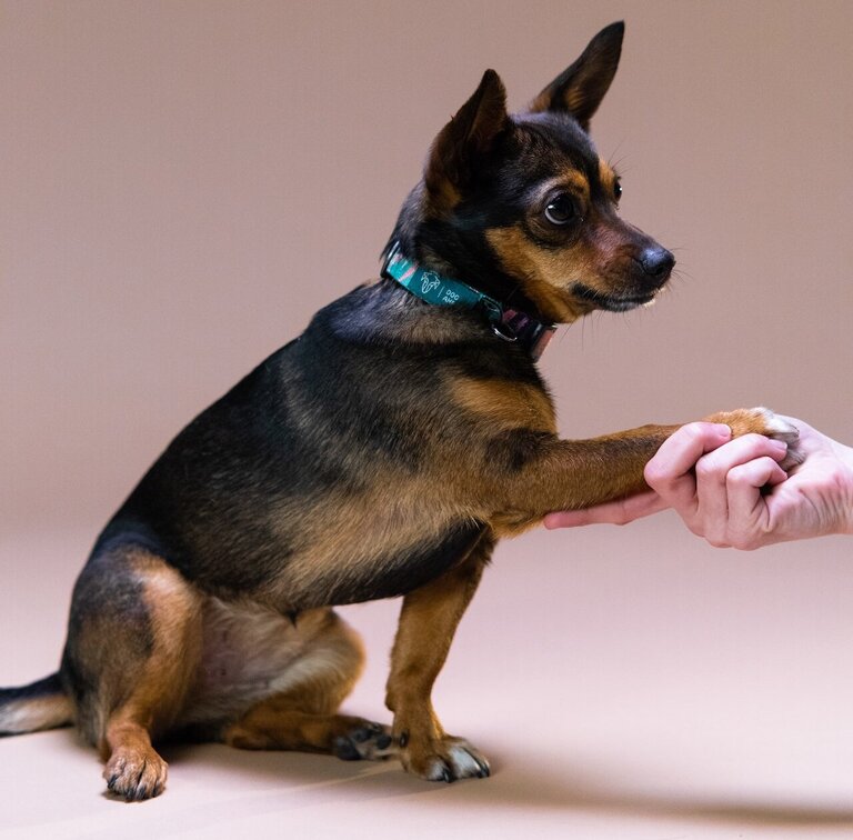 Hund-mit-Pfote-in-Hand-von-Person Dog mit Pfote in der Hand einer Person